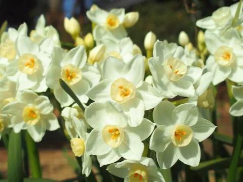 2024年属兔的买什么花招财呢,2022年属兔的人养什么植物最旺