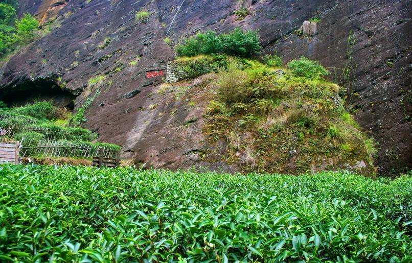 20克拍出20.8万，大红袍为何这么贵？