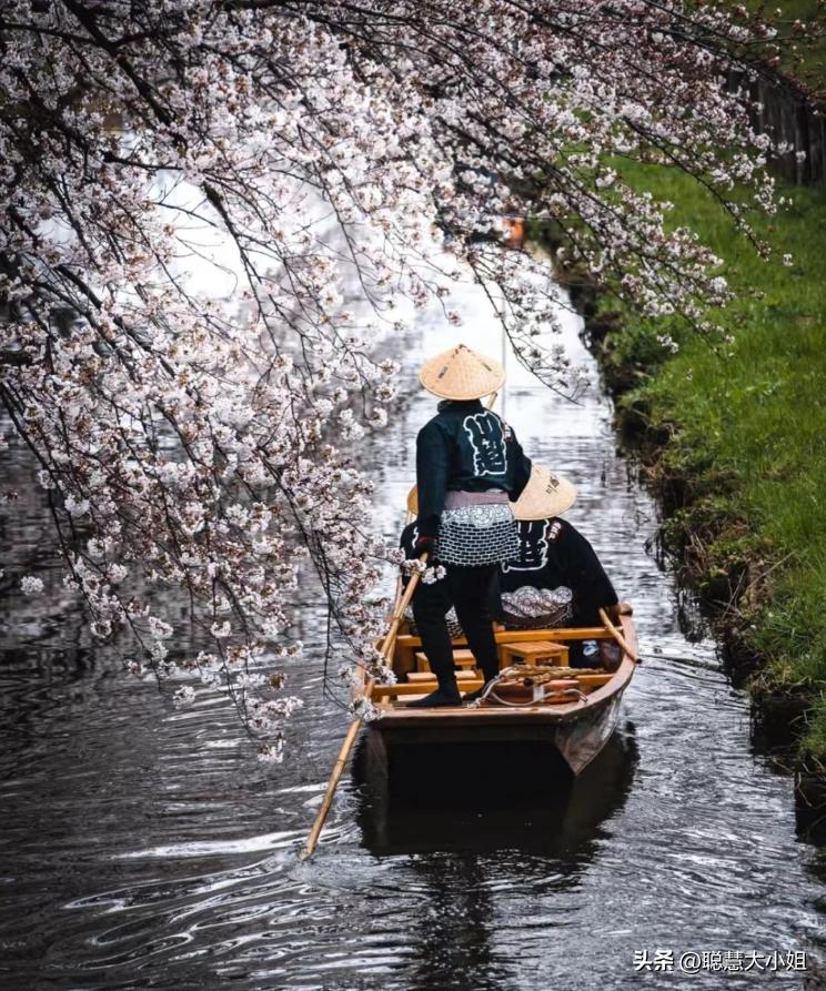 日本樱花花海浪漫之旅,日本旅游看樱花之旅攻略