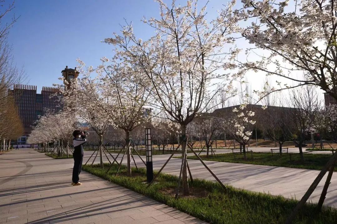 漫话老沧州——沧州一中往事