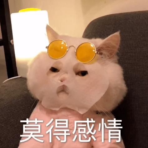 不建议养猫的十大坏处,养猫的危害和注意事项