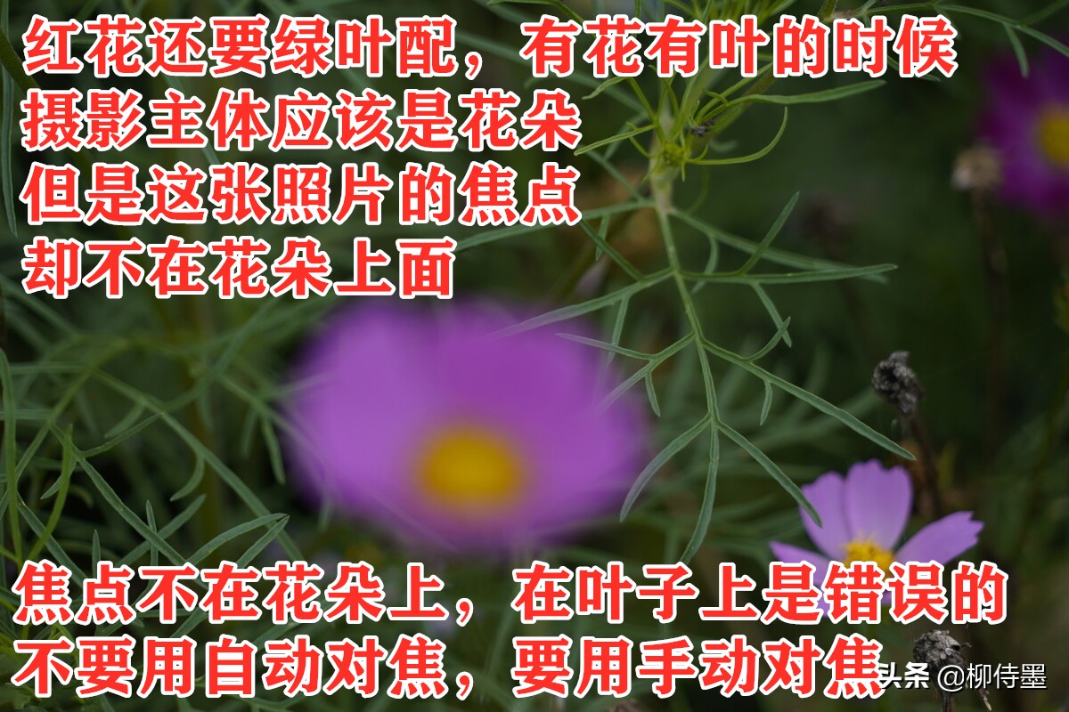 手机拍照技巧最全解析,手机拍照前先调整好哪些方面