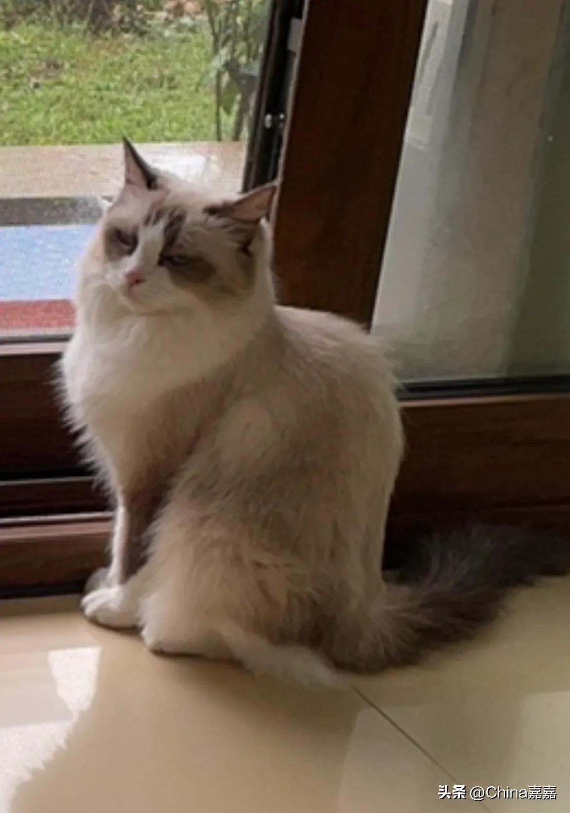 一只猫的爱情故事大全,一只猫的爱情