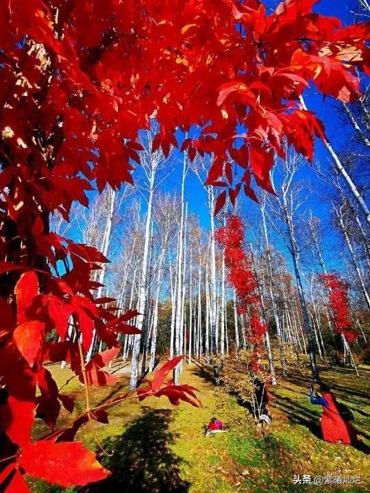 一地落叶渲染了秋色惊艳了时光,秋风亲吻银杏叶