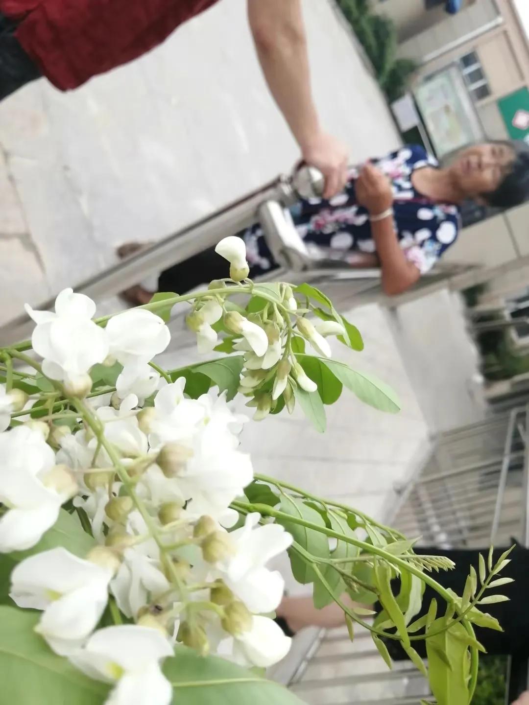 忆老家那棵洋槐树洋槐花盛开阵阵扑鼻香