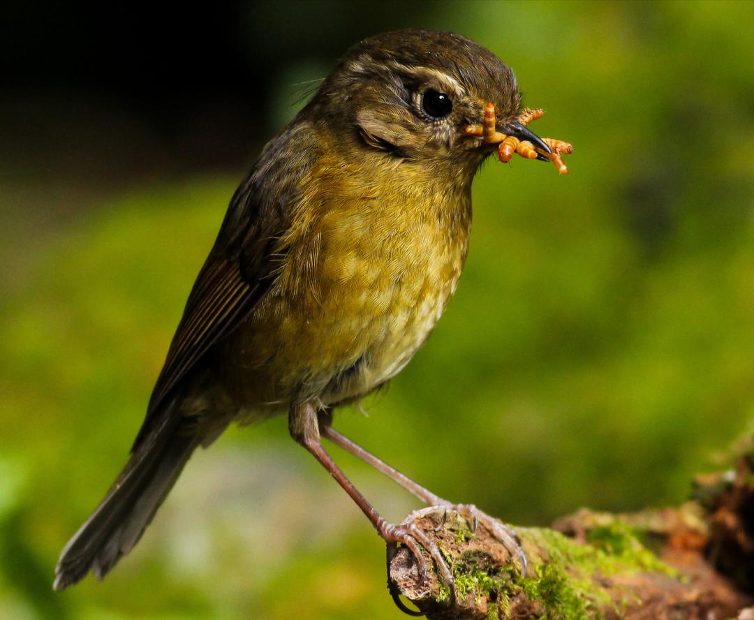 所有鸟图片大全大图,50张最佳鸟类摄影作品