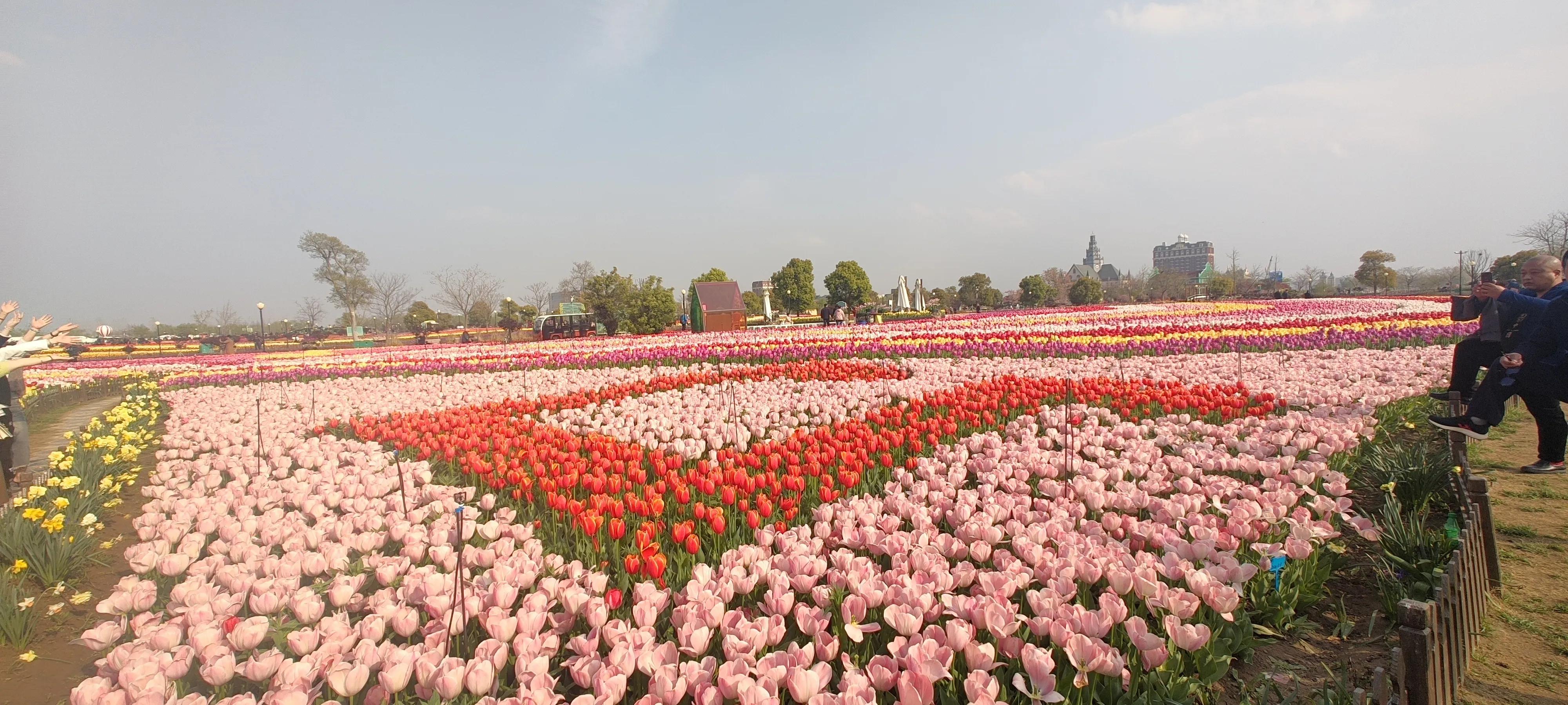 跟旅行团游荷兰花海,荷兰花海门票送鸭蛋