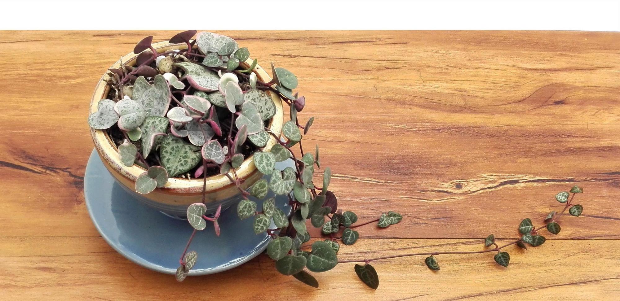 十二卷多肉的品种图鉴,100种多肉植物图片大全