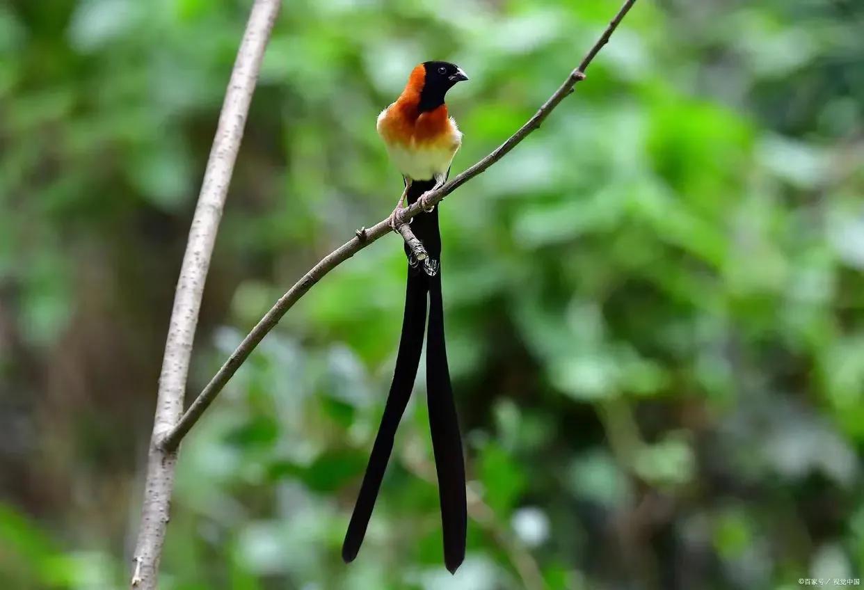 岳家是八蜡神的“娘家人