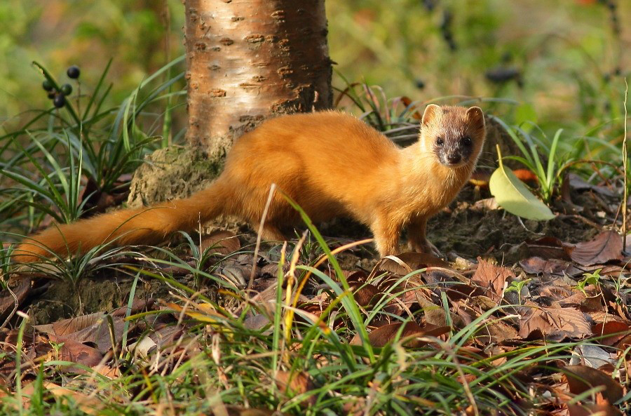 打死黄鼠狼黄鼠狼会不会来报复人,打死黄鼠狼真的有报应吗