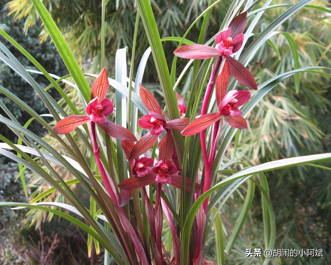 最香的兰花品种排名图片欣赏,兰花的八大品种分别是什么图片