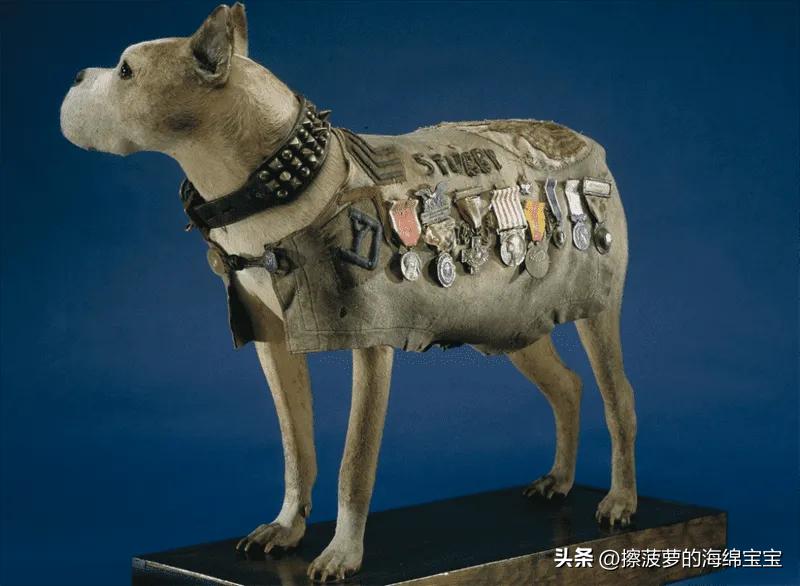 二战军犬传奇故事,一战斯塔比原型事件