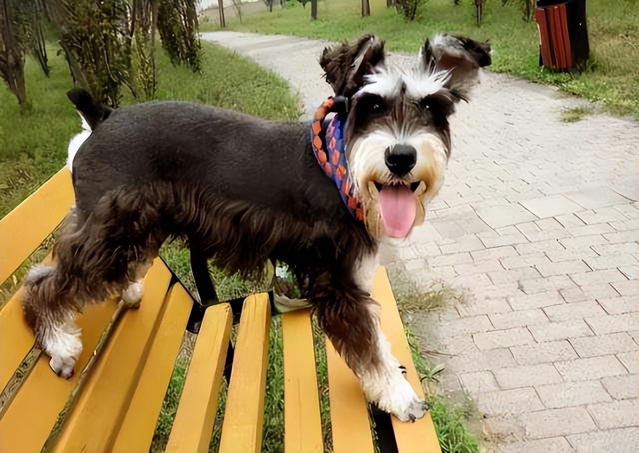 上班族适合养的狗,什么狗最合适小学生新手养也便宜