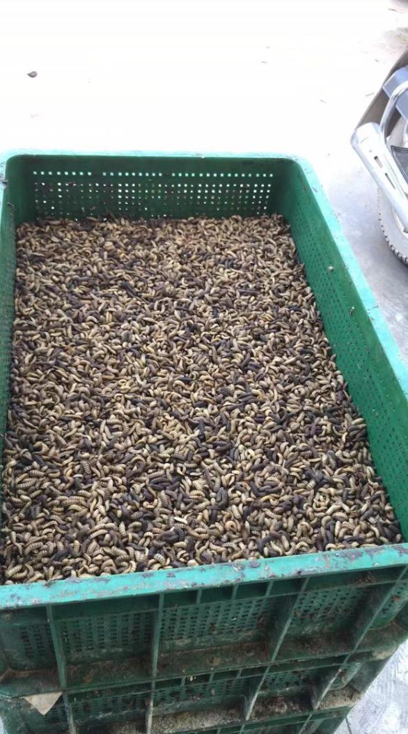 小螃蟹变身抢手货，小虫子变为致富法宝，男子年销8000万