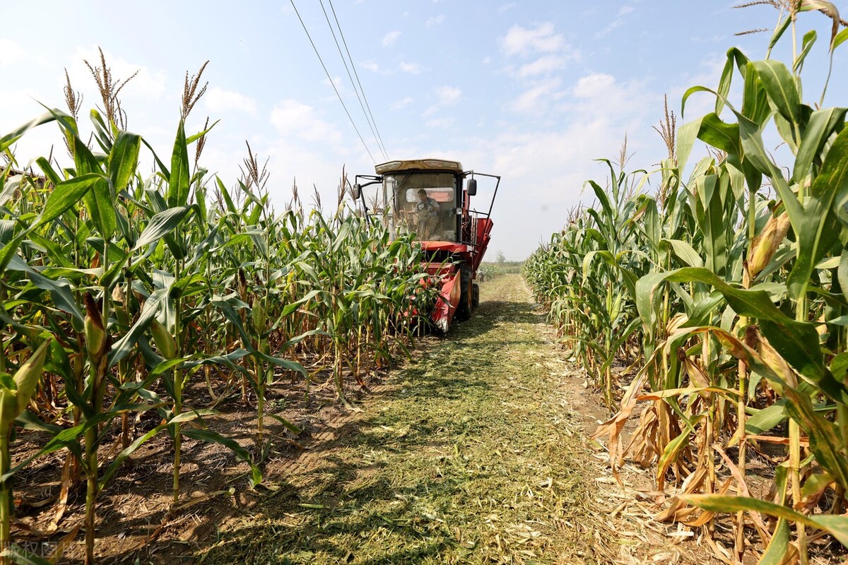 沃得四行玉米收割机多少钱一台,久保田1408玉米联合收获机价格