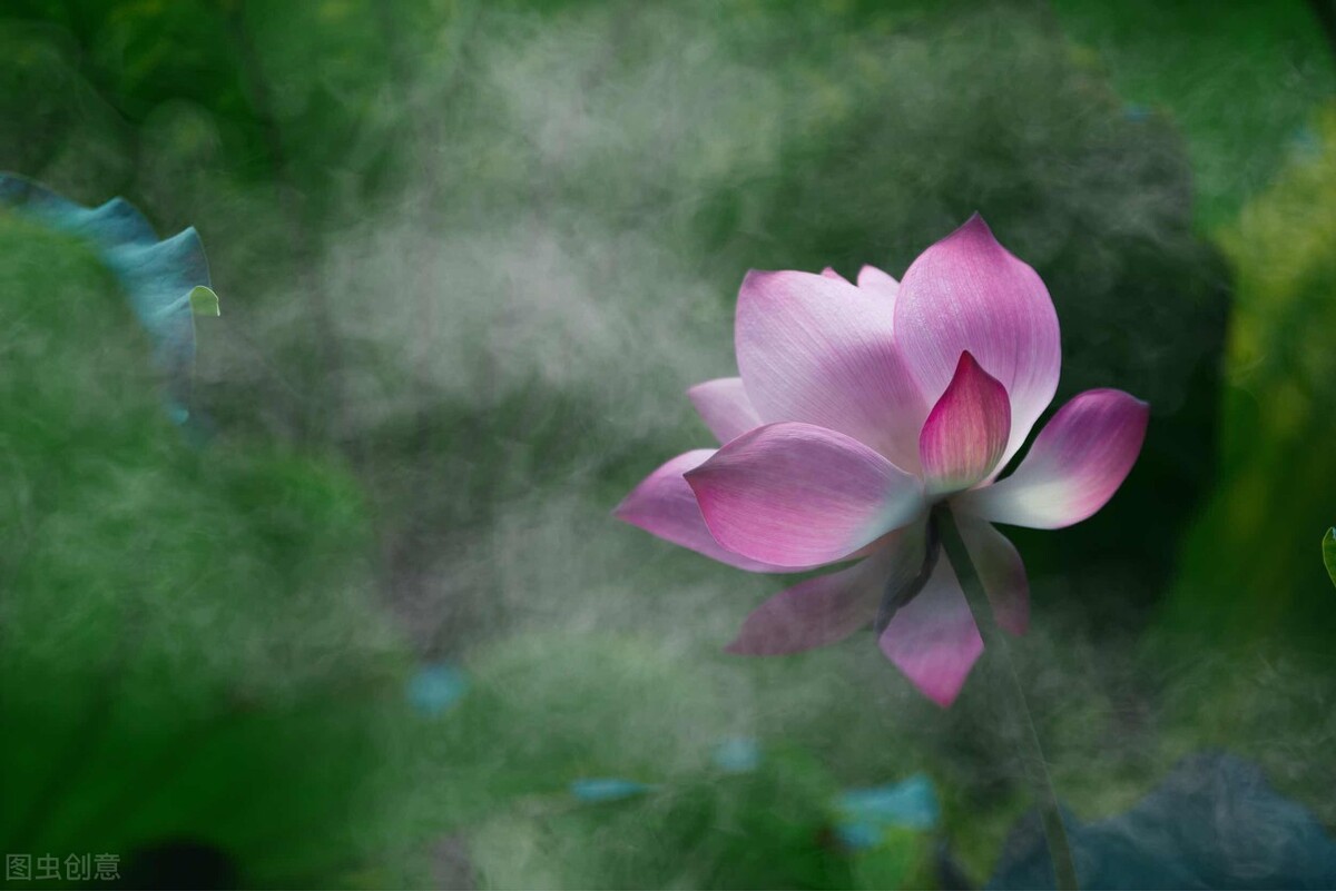 荷花图片禅意荷花,最美意境荷花图片大全