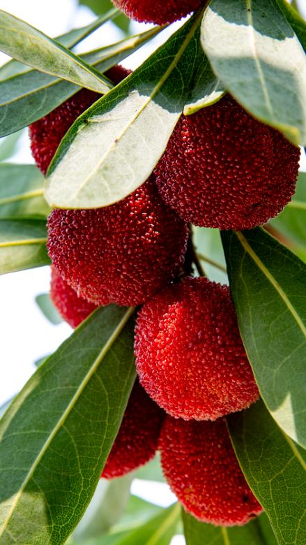 “min”甜爆汁！西瓜、蓝莓、桃子......彭州今夏水果新鲜开摘喽