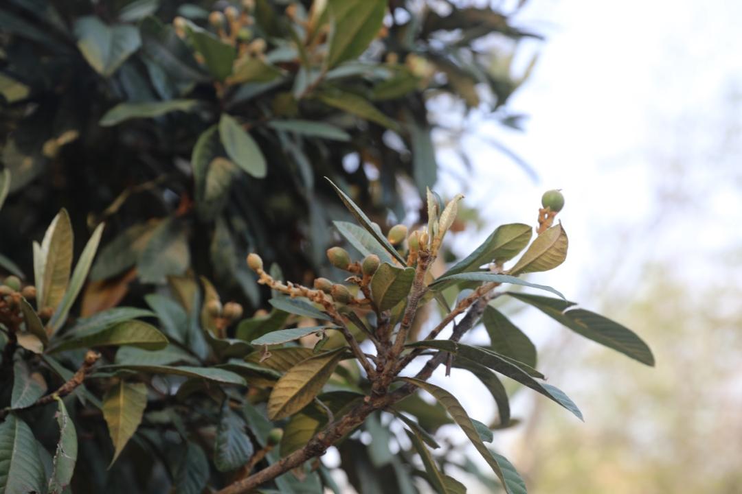 鐩哥害鍐滃ぇ,鐩歌仛浜戠鐩哥害鍐滃ぇ