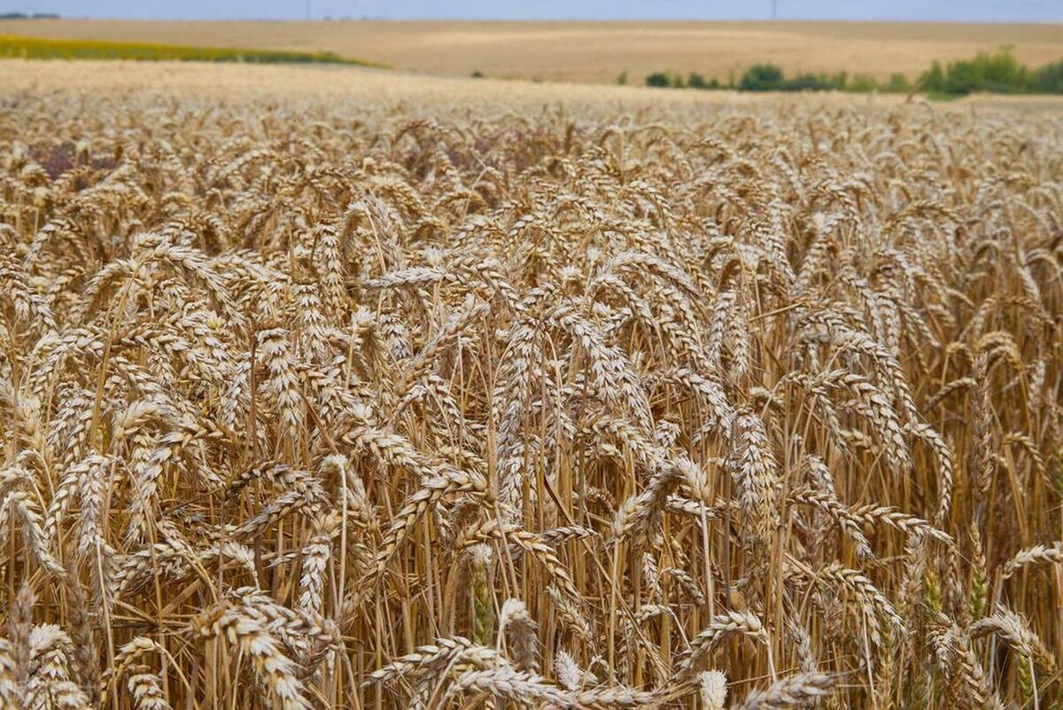 兴县特产杂粮有哪些呢,兴县杂粮种植前景