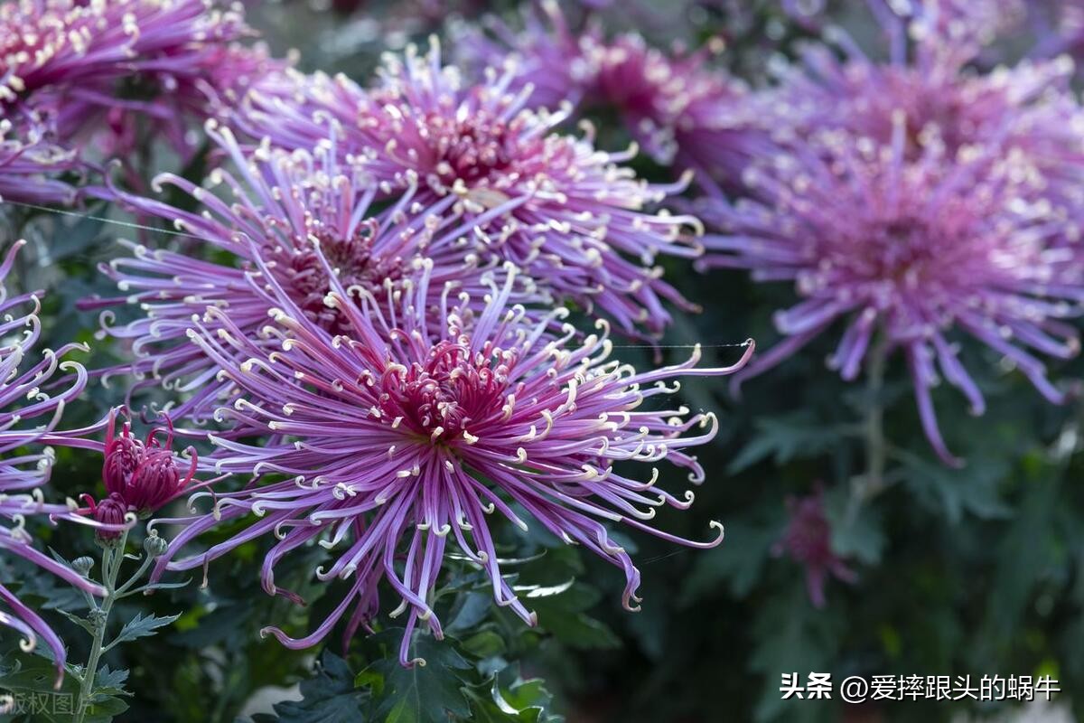 十二花神图谱完整版,工笔画十二花神欣赏