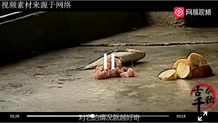 江西老汉活捉神兽,江西老汉捉到不明动物