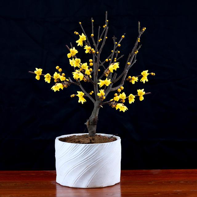 腊梅花开花时节需要怎么管理,腊梅花怎样管花才开得多