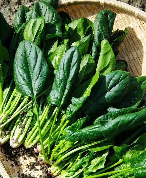 怀孕初期怎样吃才会对宝宝好,怀孕初期卧床休息保胎注意事项