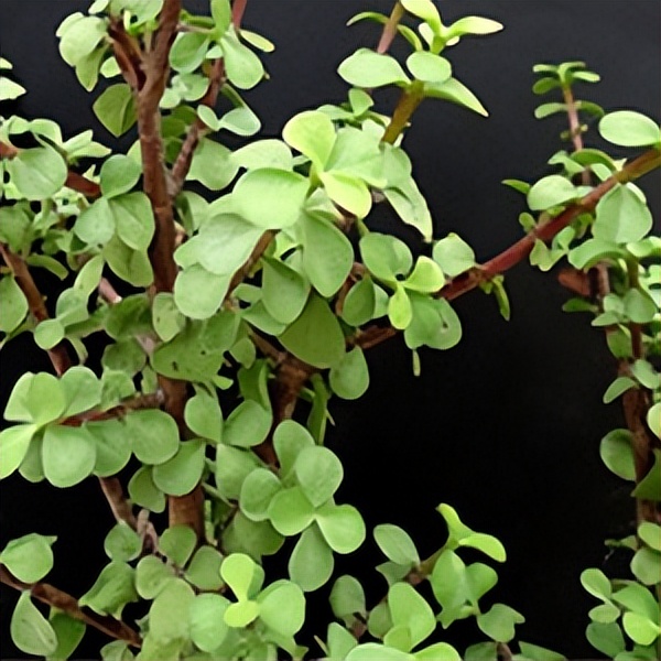 102个大类近500个多肉植物图片，都极其美丽，建议在家中也养一盆