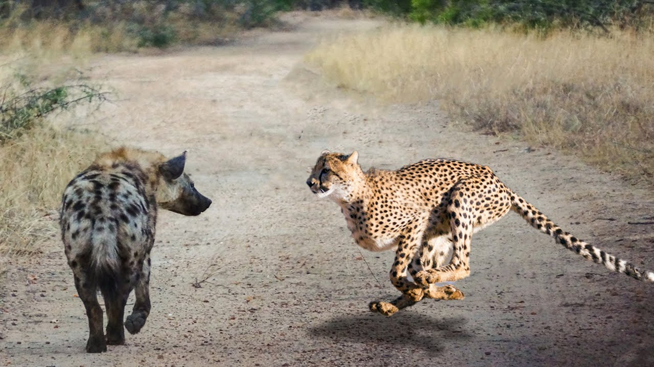 猎豹与鬣狗猫科动物,猎豹vs鬣狗十大名场面