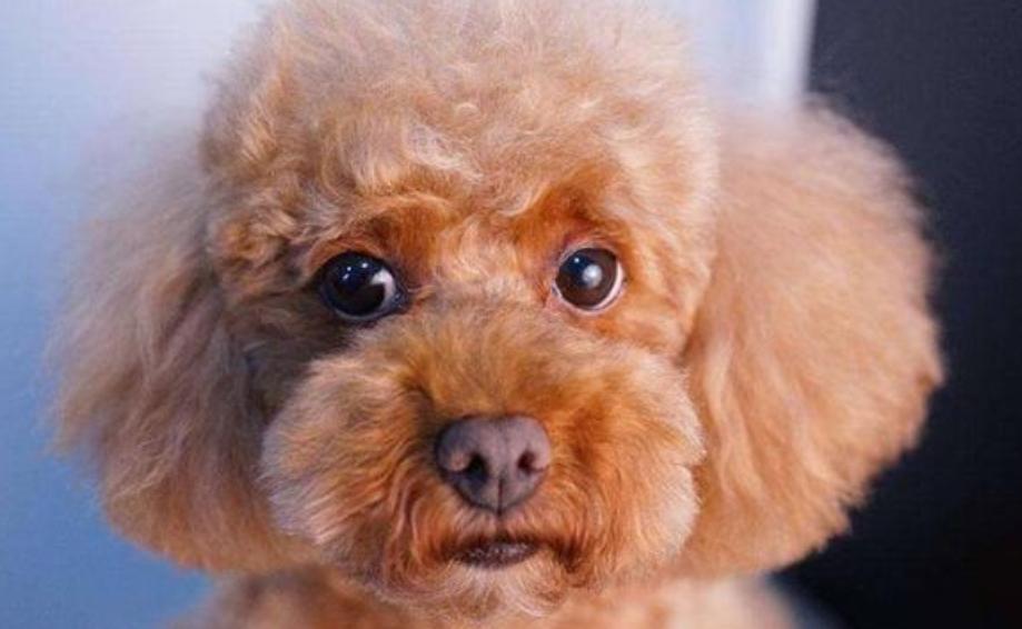 泰迪眼睛红红的睁不开怎么回事,泰迪眼睛红肿睁不开怎么办