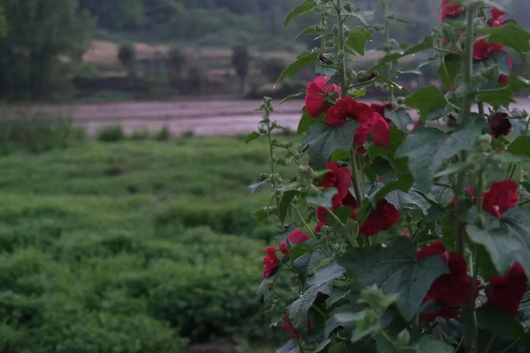 蜀葵属性,蜀葵生命力