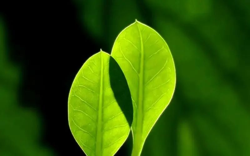 祝福新婚儿子儿媳最美的句子,祝福新婚快乐2022最火句子