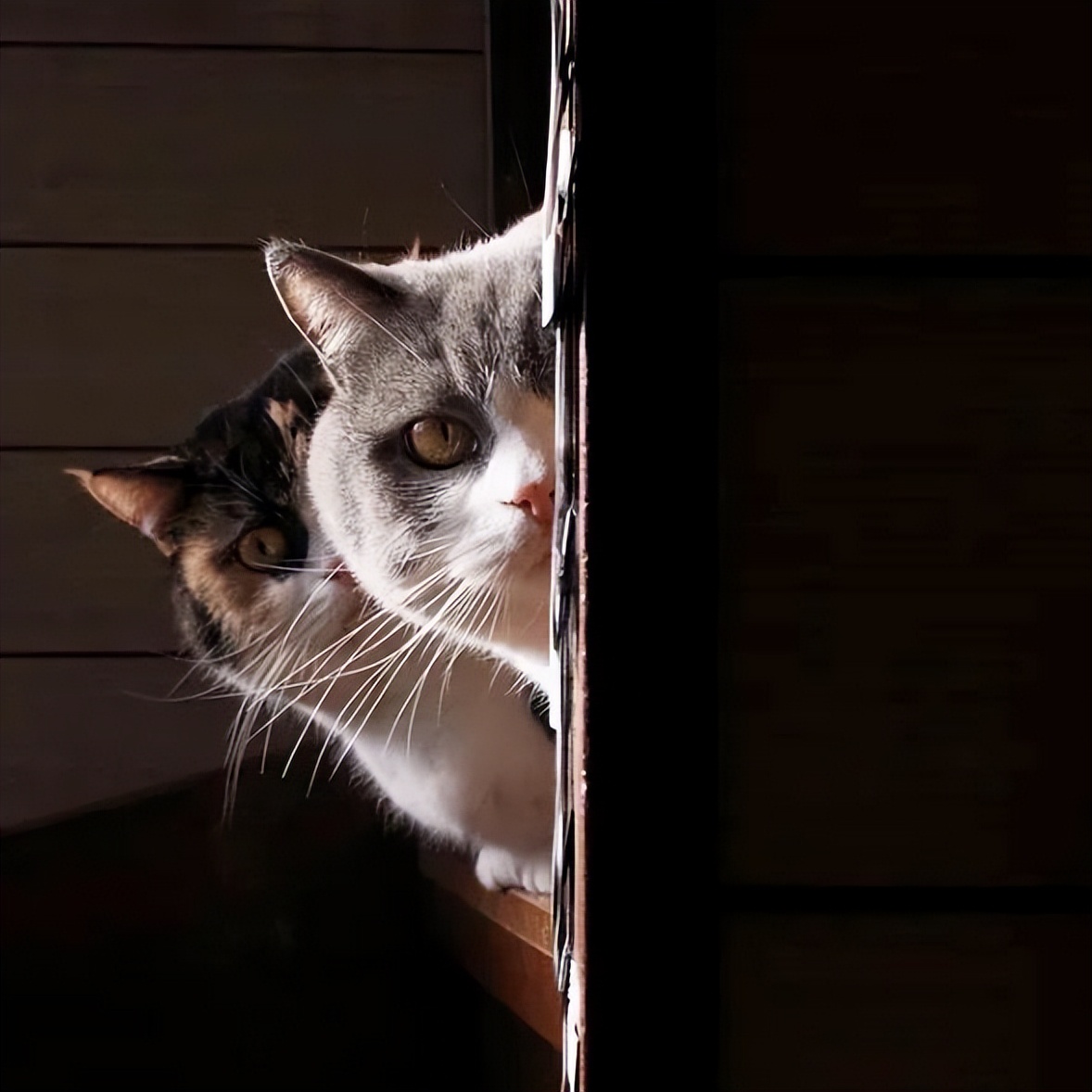 内向的猫咪养得熟吗,性格内向害怕暴力猫咪