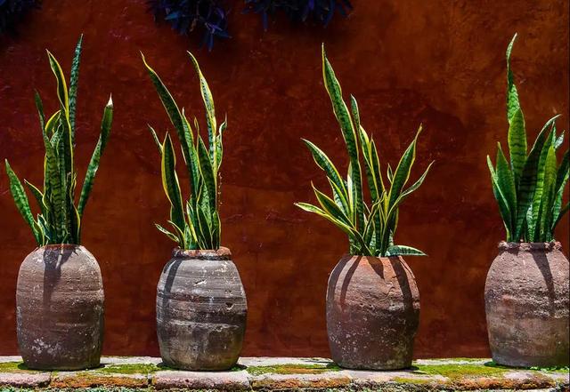 虎字植物,带虎字的花有哪些