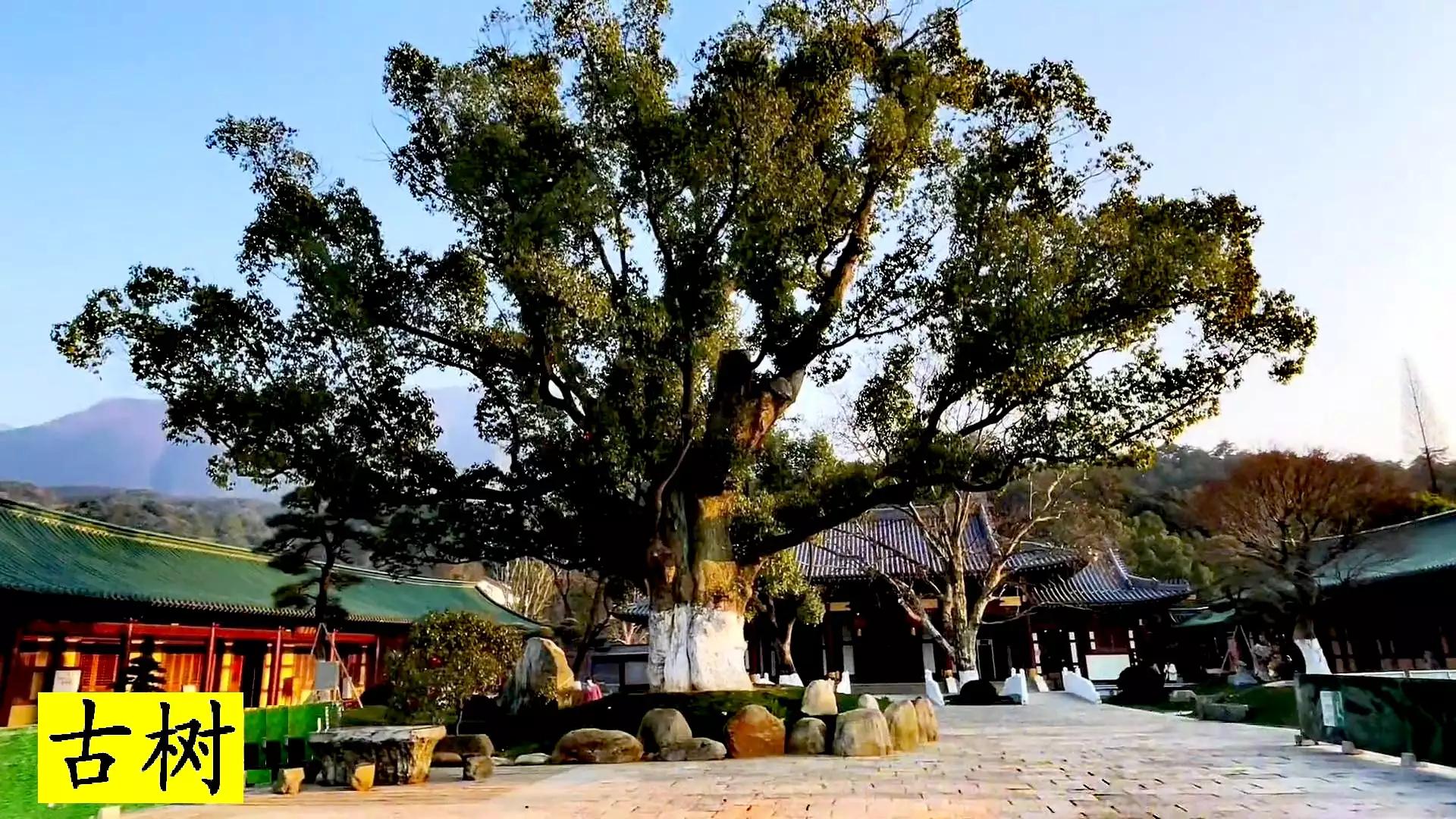 佛教圣地东林寺,东林寺祖庭与净土宗有何区别