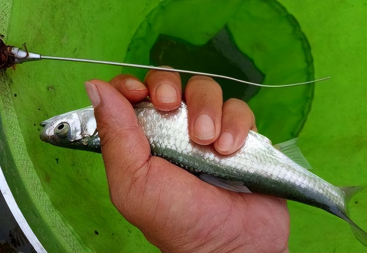 野钓白条鱼很简单教你4个钓法,钓白条鱼的最佳时间秋季钓白条