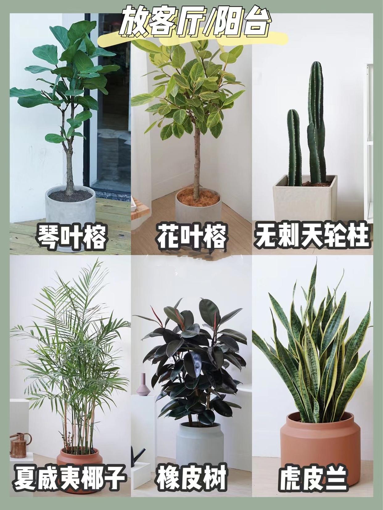 发现深圳一女孩，家里被鲜花和绿植包围，温柔又浪漫，太治愈