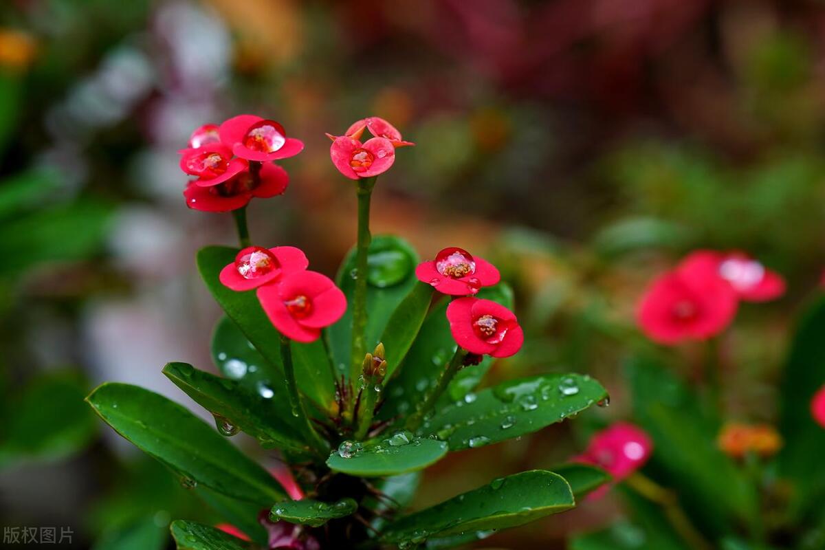 虎刺梅养护叶片黄,虎刺梅的养护视频