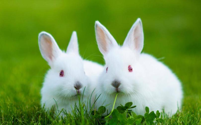 巴马香猪濒临灭绝,为什么中国土猪濒临灭绝呢