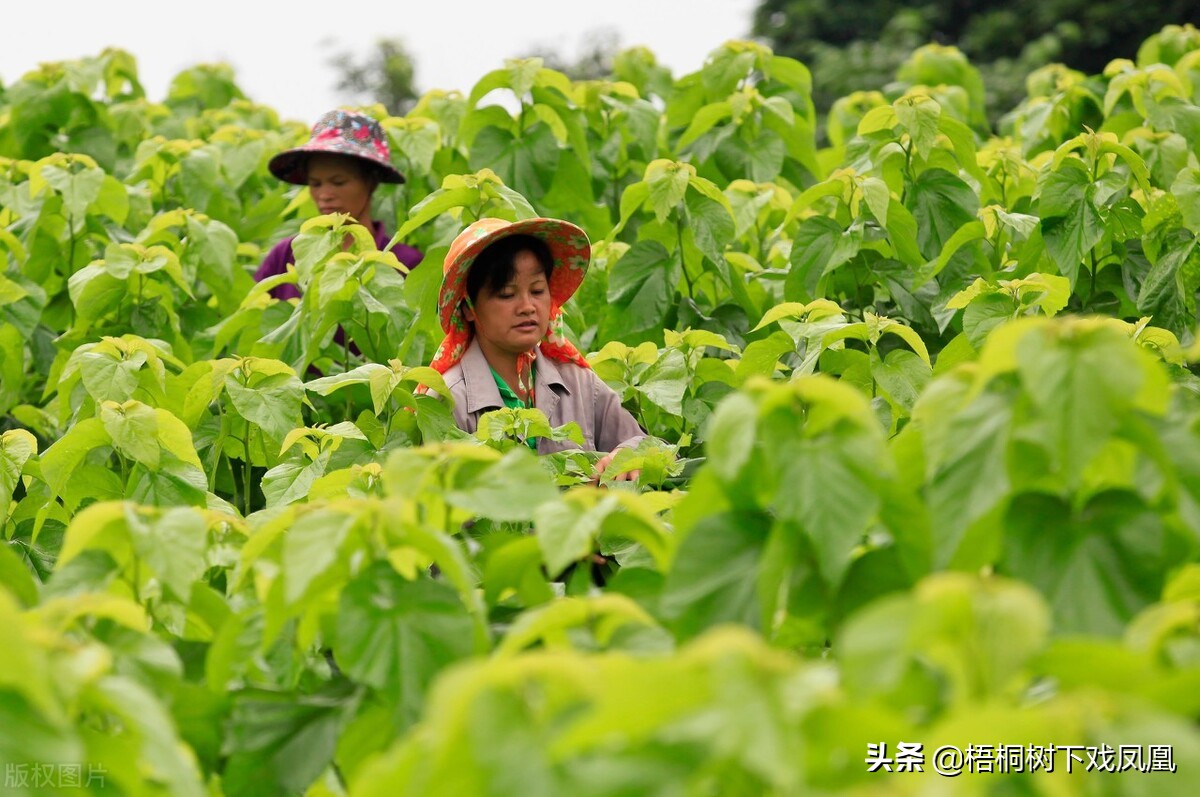 2022年壬寅虎年化太岁锦囊,明年是壬寅虎年好不好