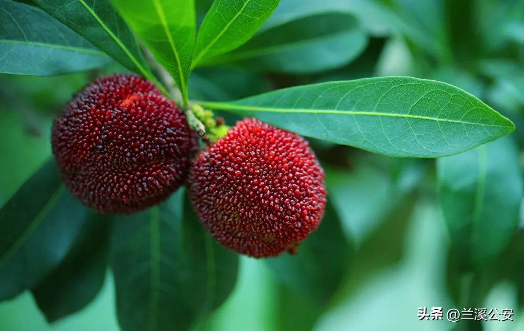 兰溪高山杨梅最后一批采摘时间,兰溪摘杨梅走起