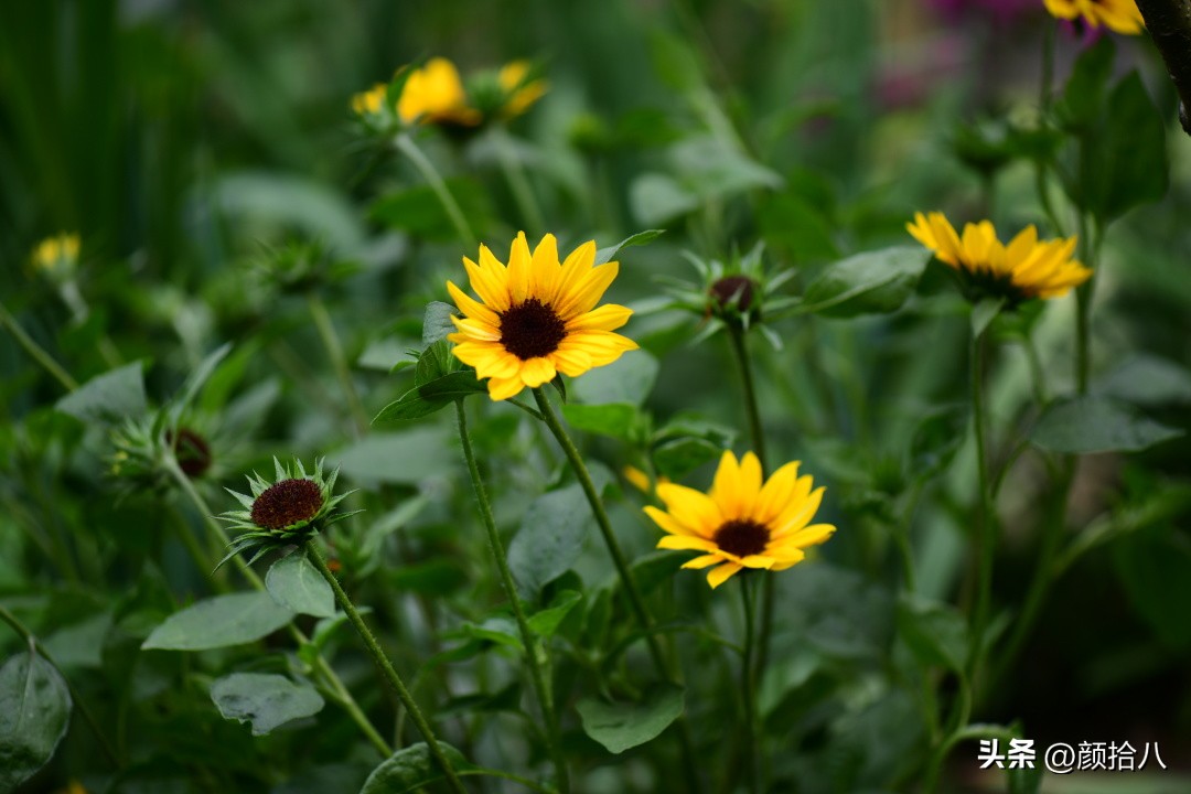 光辉岁月向日葵单朵花能开多少天,光辉岁月向日葵开花效果