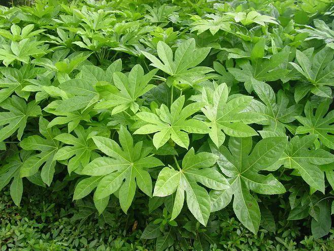 绿化带里常见的草本花,绿化带常见植物名称及图片