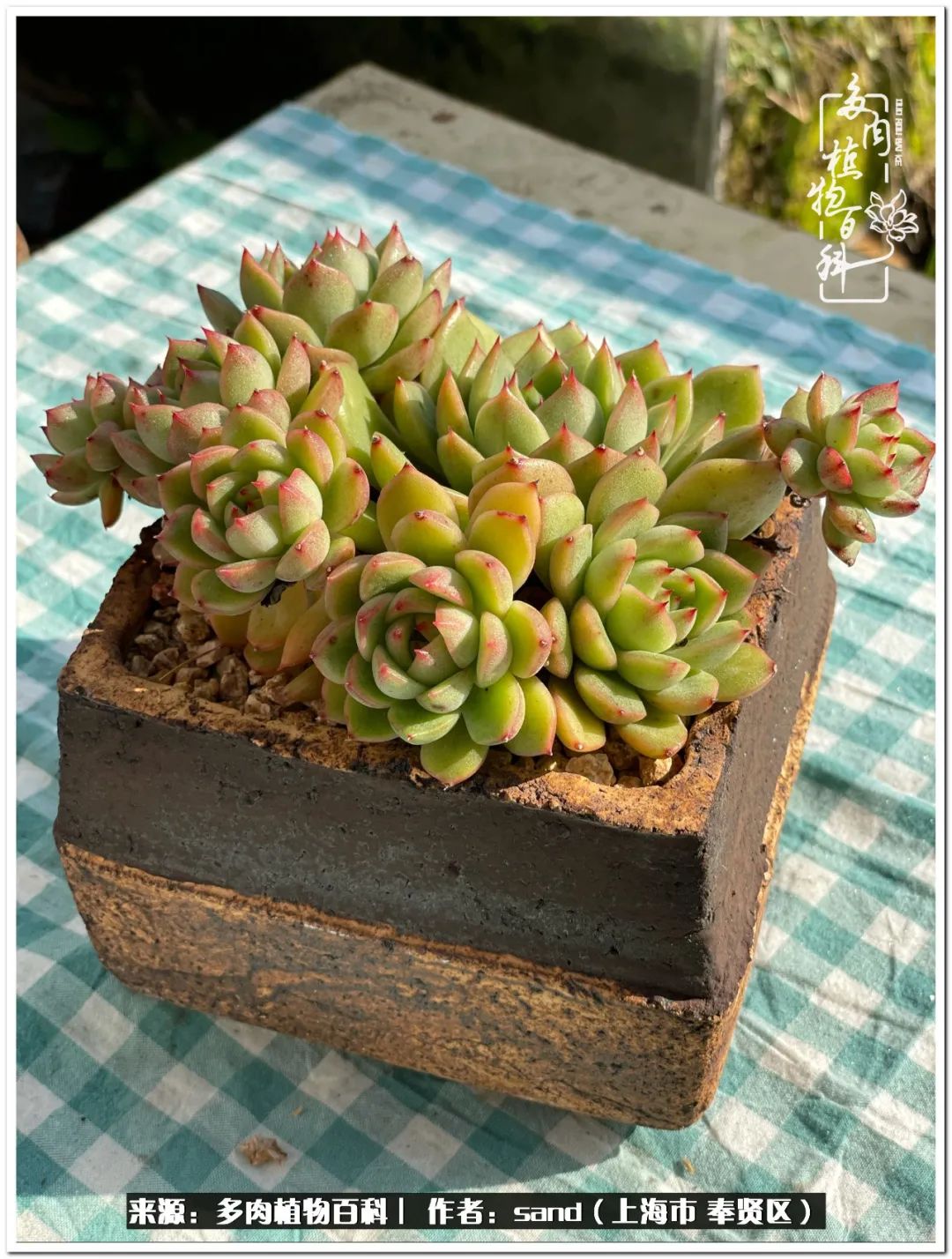 养点花草给生活添点乐趣,养点花花草草心情自然会好