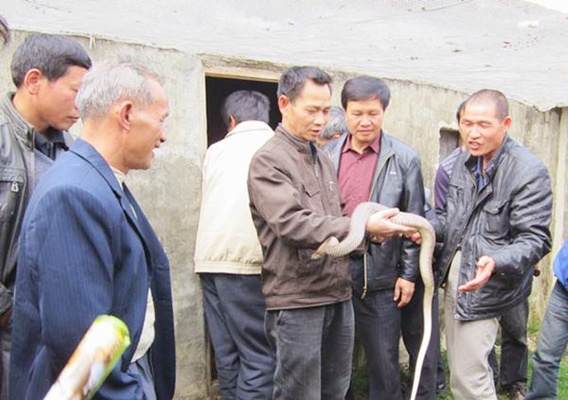 广西养蛇人视频,养蛇人最怕的毒蛇