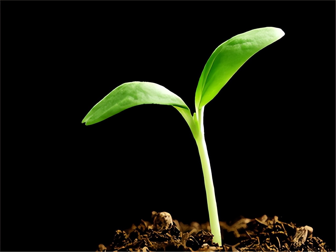 种子战争的危机,种子危机到底多可怕