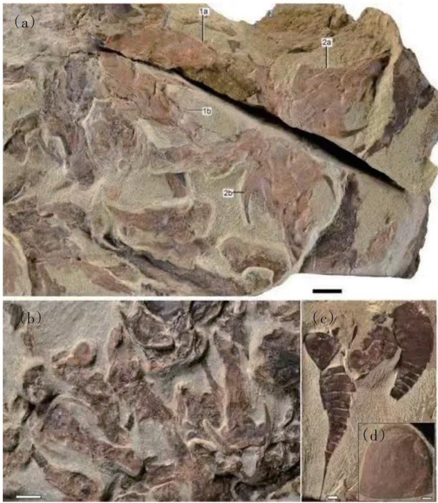 2022年中国重大科学、技术和工程进展|科技导报