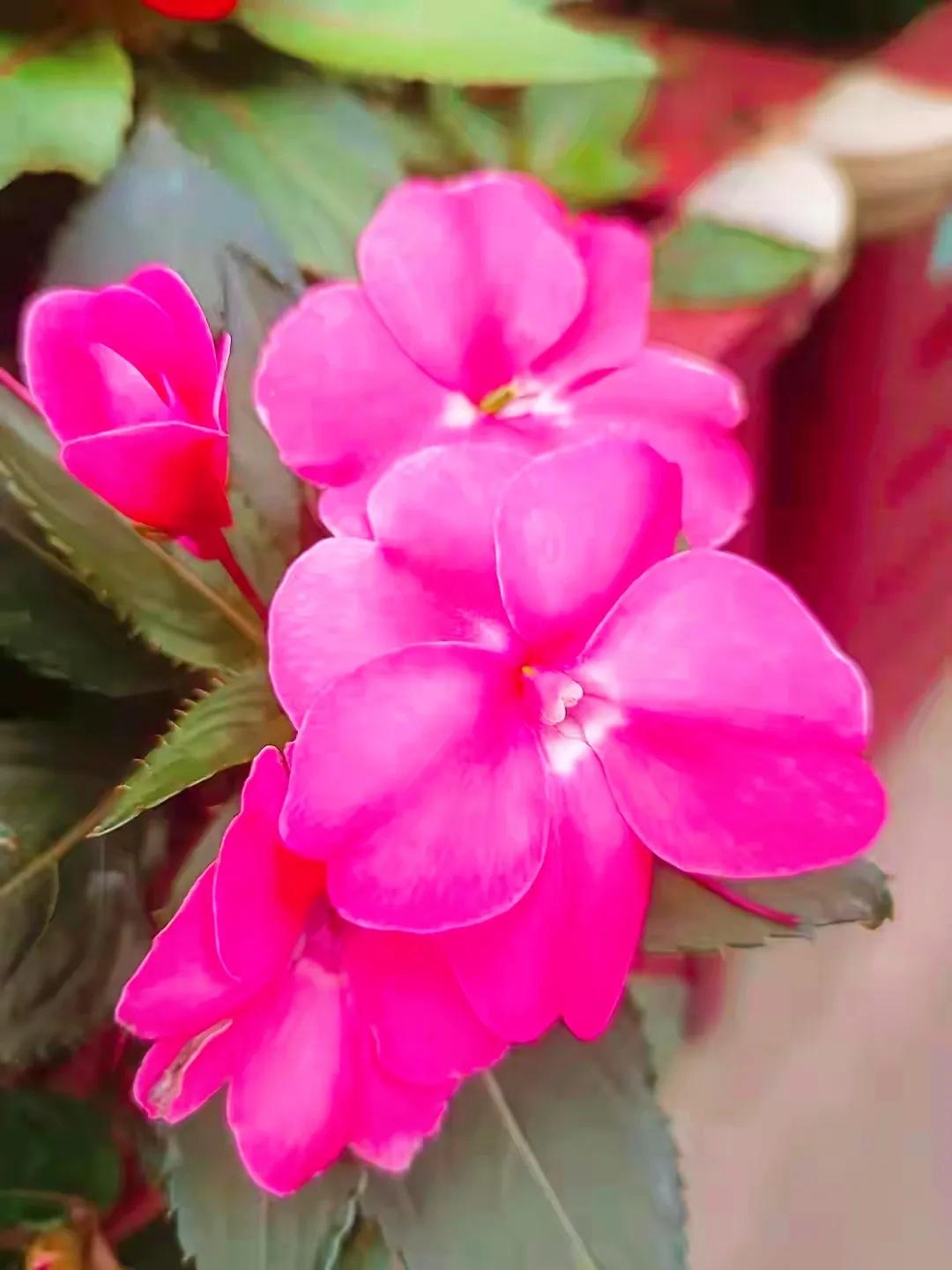 美丽五颜六色的凤仙花,七月最美的花景视频素材