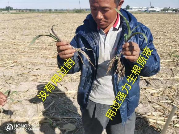 疆天耘图+农资套餐，带动玉米产量与农资销量双丰收