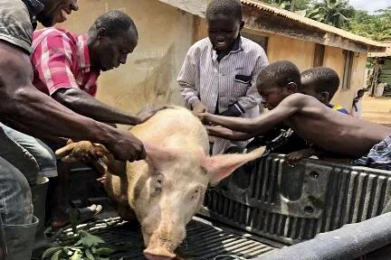 在非洲挖野黄金的中国人：矿工日记（一）